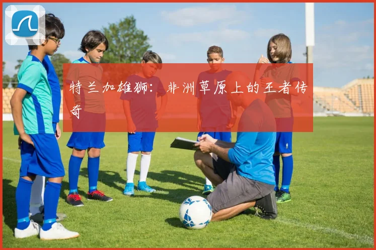 特兰加雄狮：非洲草原上的王者传奇